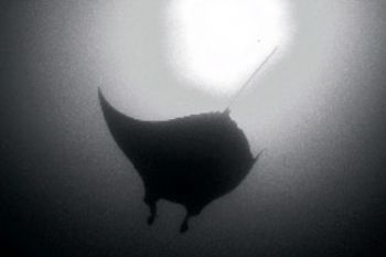 Manta / Mozaqmbique . F100 &17-35mm. by Gregory Grant 